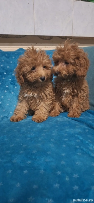 pudel(caniche) - imagine 3