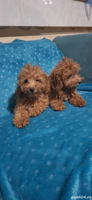 pudel(caniche) - imagine 4