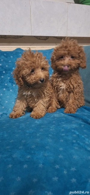 pudel(caniche) - imagine 2