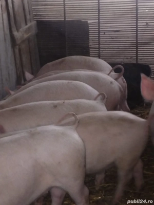 Purcei de vânzare, 700  buc