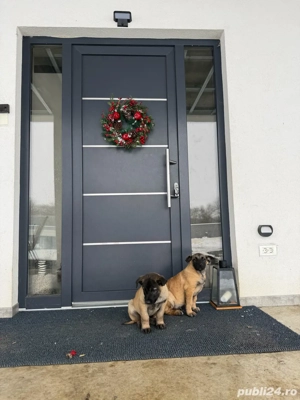 caine malinois belgian