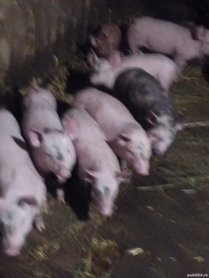Purcei de rasă pic și landras  - imagine 3