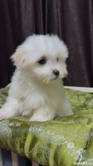 bichon maltez mini toy 