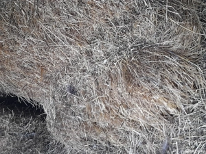 Baloti de trifoi de vânzare 