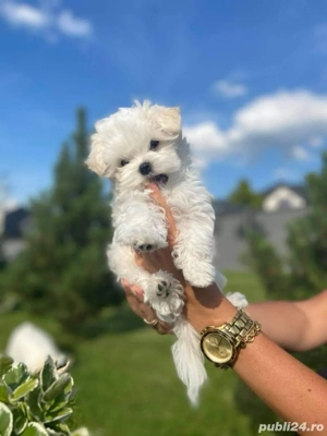 bichon maltez mini toy