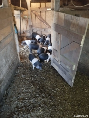 Purcei Bazna rasa pura - imagine 2