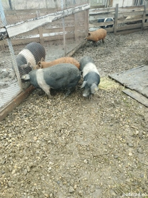 Vand 4 vieri cu origine - imagine 2