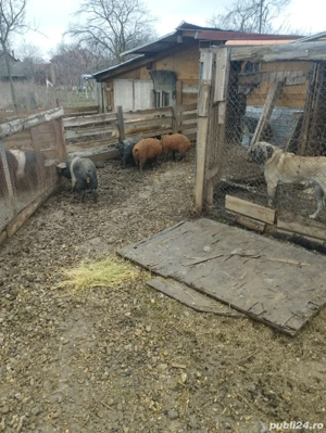 Vand 4 vieri cu origine