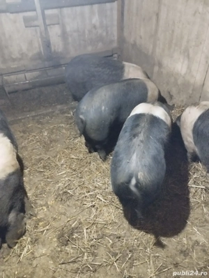 vand 4 vieri bazna castrati - imagine 3