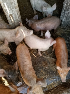 purcei de 8 saptamini și șoldani de 3luni  - imagine 2
