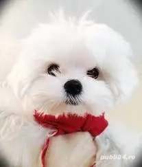 Bichon maltez mini toy 