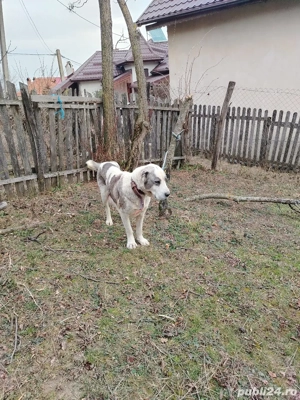 Femela Asia centrala  - imagine 4