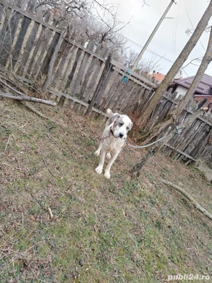 Femela Asia centrala  - imagine 3