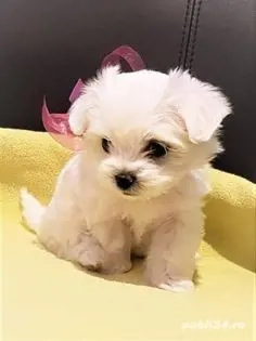 Bichon maltez mini toy  - imagine 2