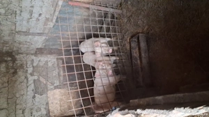 Purcei de 50 kg petrean