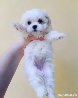 Bichon maltez mini toy  - imagine 2