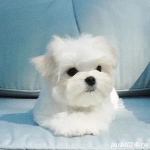 Bichon maltez mini toy 