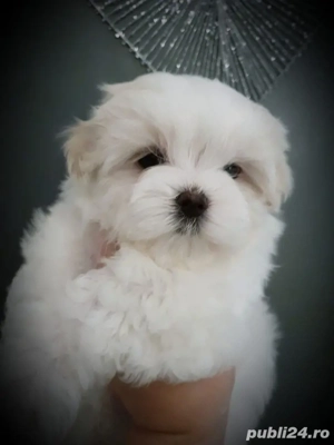 Bichon maltez mini toy  - imagine 3