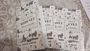 Jack russell terrier 