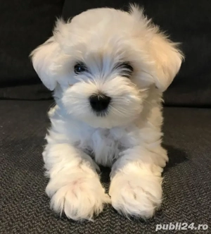 Bichon maltez mini toy  - imagine 4