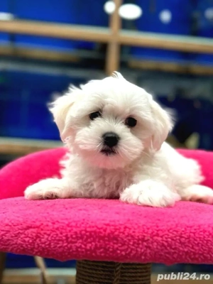 Pui bichon maltez mini toy - imagine 2