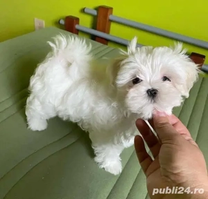 Pui bichon maltez mini toy