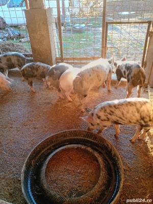 Purcei grasuni pret 700lei - imagine 2