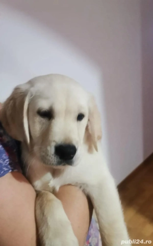 Pui labrador masculi  - imagine 3
