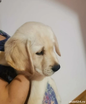 Pui labrador masculi  - imagine 4