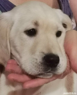 Pui labrador masculi  - imagine 5