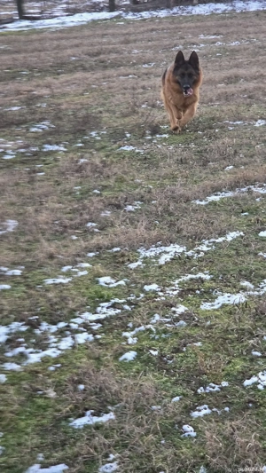 Femelă ciobănesc german - imagine 2