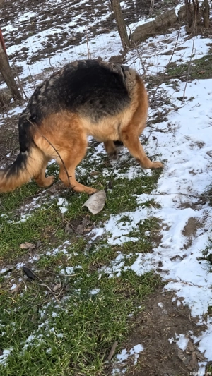 Femelă ciobănesc german - imagine 4