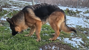 Femelă ciobănesc german - imagine 5