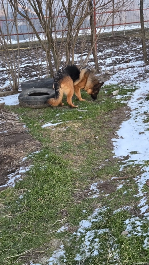 Femelă ciobănesc german - imagine 3