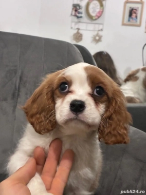 Disponibil cățel King Charles