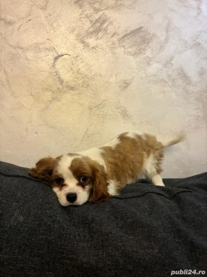 Diponibil cățel King Charles - imagine 3