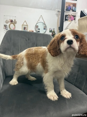 Disponibil cățel King Charles - imagine 3