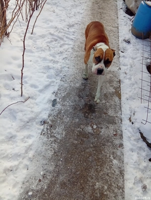femela Amstaff  - imagine 2
