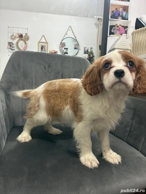 Diponibil cățel King Charles - imagine 2