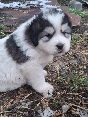 Căței mioritici de vânzare  - imagine 2