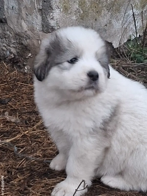 Căței mioritici de vânzare  - imagine 3