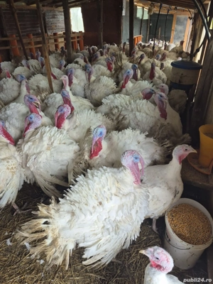 Curcani de vânzare  - imagine 2