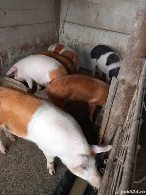 Vand porci carne 100-130 kg - imagine 2