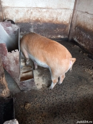 Vand porci carne 100-130 kg - imagine 3