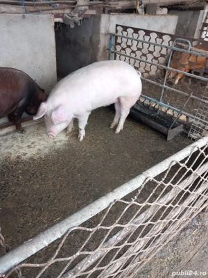 Vand porci carne 100-130 kg - imagine 2