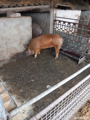 Vand porci carne 100-130 kg - imagine 4