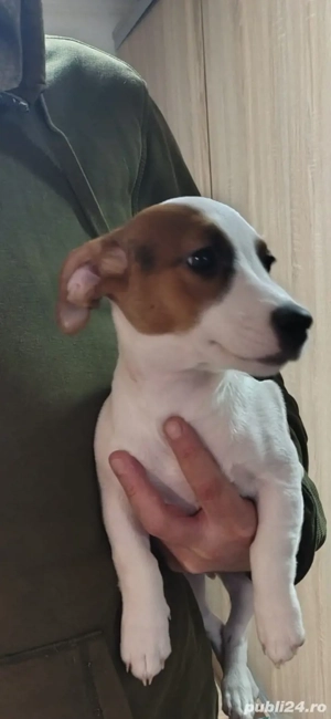 Superbi catelusi de vanzare jack russell Jack russel terrier in bucaresti 