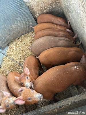 Purcei Duroc  - imagine 3