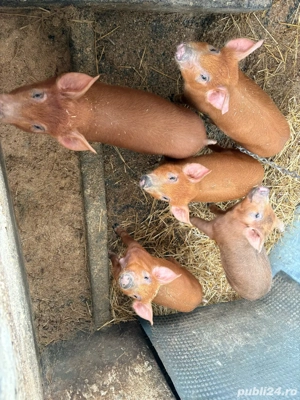 Purcei Duroc  - imagine 2