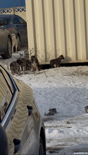 Catei spre adoptie isi cauta o locuinta